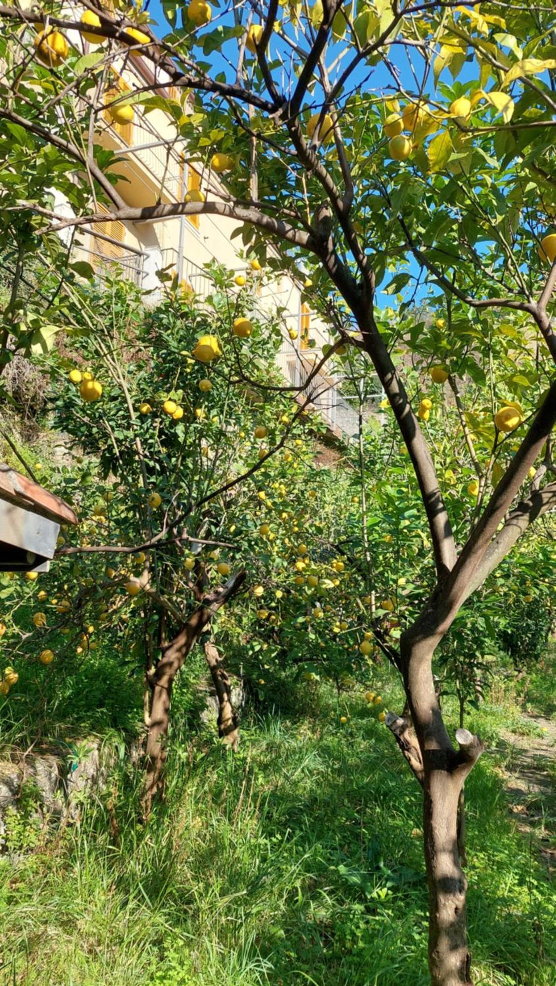La Casa Dei Limoni Hotel Monterosso al Mare Luaran gambar