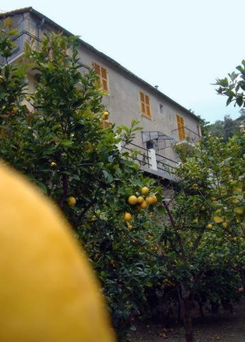 La Casa Dei Limoni Hotel Monterosso al Mare Luaran gambar